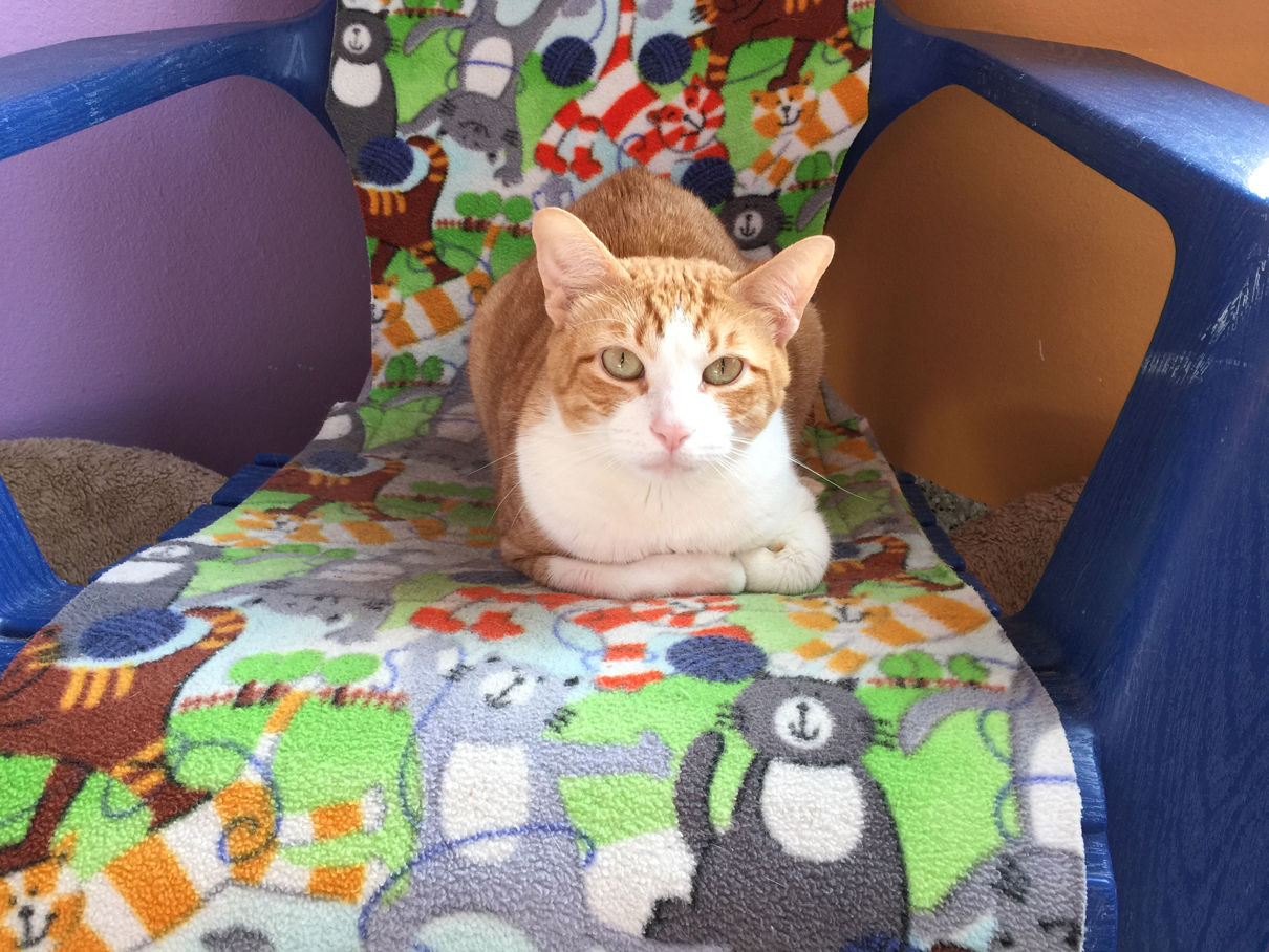 CatsSS.063016_Cats Vader.JPG _lowres